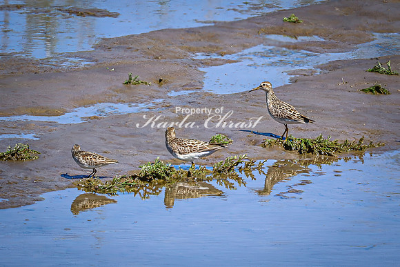 Greater Yellowlegs 60 - April 29, 2025 - Ponca State Park Nebraska