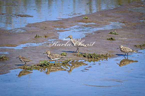 Greater Yellowlegs 61 - April 29, 2025 - Ponca State Park Nebraska
