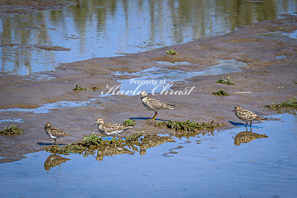 Greater Yellowlegs 62 - April 29, 2025 - Ponca State Park Nebraska