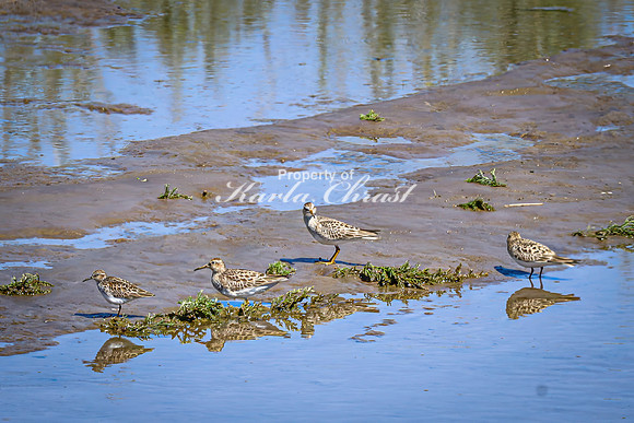 Greater Yellowlegs 63 - April 29, 2025 - Ponca State Park Nebraska