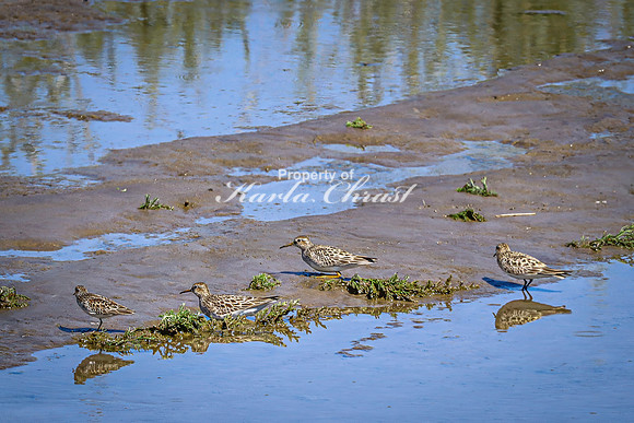 Greater Yellowlegs 64 - April 29, 2025 - Ponca State Park Nebraska