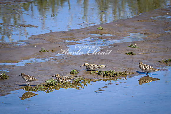 Greater Yellowlegs 65 - April 29, 2025 - Ponca State Park Nebraska