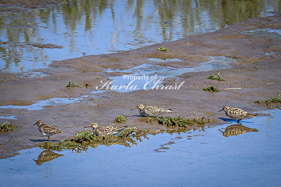 Greater Yellowlegs 66 - April 29, 2025 - Ponca State Park Nebraska