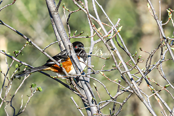 Eastern Towhee 6 - April 29, 2025 - Missouri National Scenic River Nebraska