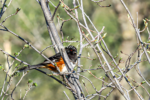 Eastern Towhee 9 - April 29, 2025 - Missouri National Scenic River Nebraska