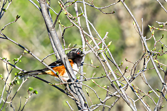 Eastern Towhee 11 - April 29, 2025 - Missouri National Scenic River Nebraska