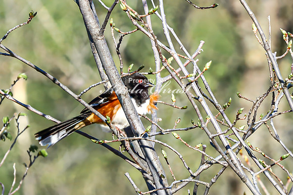Eastern Towhee 13 - April 29, 2025 - Missouri National Scenic River Nebraska