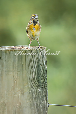 Dickcissel 10 - August 17, 2024 - Casey Jones State Trail Minnesota