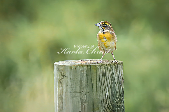 Dickcissel 11 - August 17, 2024 - Casey Jones State Trail Minnesota