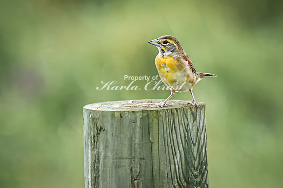 Dickcissel 12 - August 17, 2024 - Casey Jones State Trail Minnesota