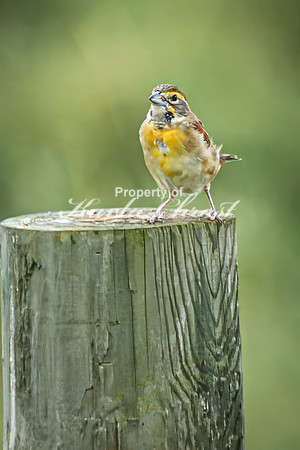 Dickcissel 13 - August 17, 2024 - Casey Jones State Trail Minnesota