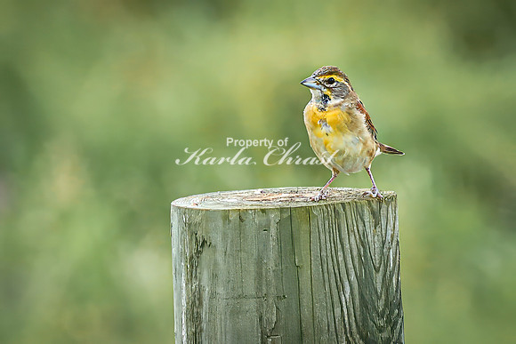 Dickcissel 14 - August 17, 2024 - Casey Jones State Trail Minnesota