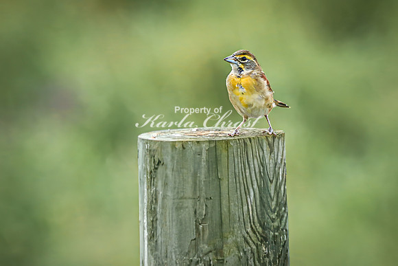Dickcissel 15 - August 17, 2024 - Casey Jones State Trail Minnesota