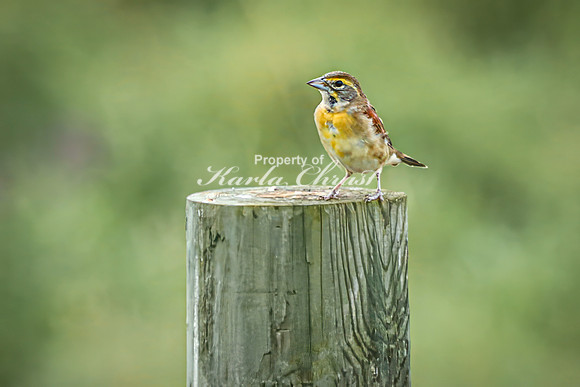Dickcissel 16 - August 17, 2024 - Casey Jones State Trail Minnesota