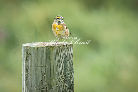 Dickcissel 17 - August 17, 2024 - Casey Jones State Trail Minnesota