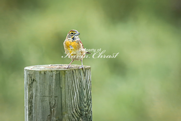 Dickcissel 18 - August 17, 2024 - Casey Jones State Trail Minnesota