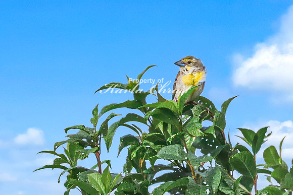 Dickcissel 8 - August 17, 2024 - Casey Jones State Trail Minnesota