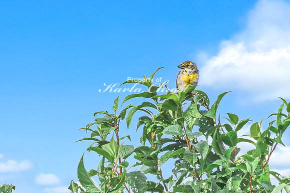 Dickcissel 9 - August 17, 2024 - Casey Jones State Trail Minnesota