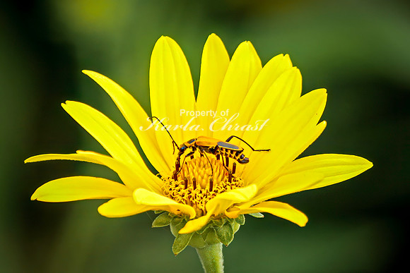Goldenrod Beetle 2 - August 17, 2024 - Casey Jones State Trail Minnesota