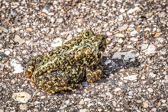 American Toad 4 - August 17, 2024 - Casey Jones State Trail Minnesota