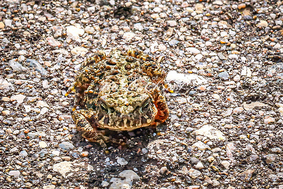American Toad 5 - August 17, 2024 - Casey Jones State Trail Minnesota