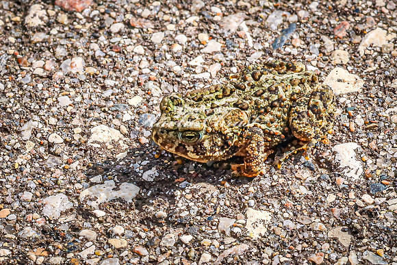 American Toad 6 - August 17, 2024 - Casey Jones State Trail Minnesota