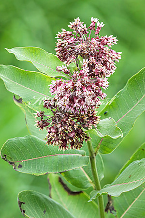 Milkweed 10 - August 17, 2024 - Casey Jones State Trail Minnesota