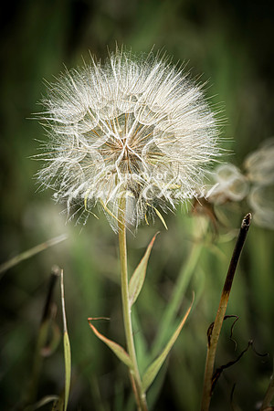 Dandelion 13 - August 17, 2024 - Casey Jones State Trail Minnesota