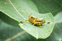 Grasshopper 3 - August 27, 2024 - Casey Jones State Trail Minnesota