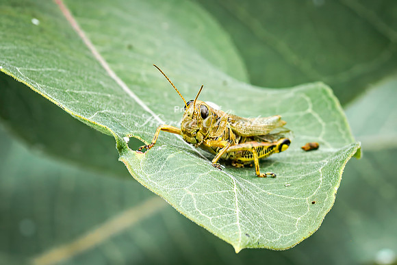 Grasshopper 3 - August 27, 2024 - Casey Jones State Trail Minnesota