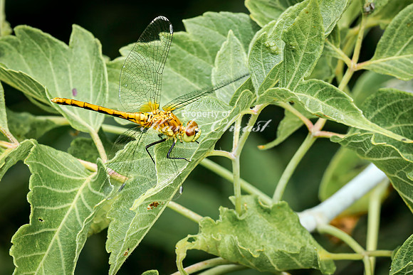 White-faced Meadowhawk 7 - August 17, 2024 - Casey Jones State Trail Minnesota