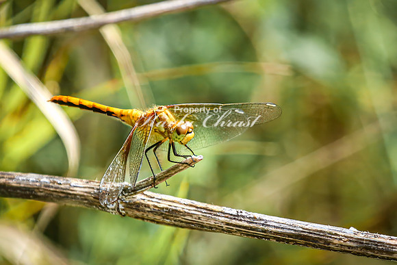 White-faced Meadowhawk 12 - August 17, 2024 - Casey Jones State Trail Minnesota
