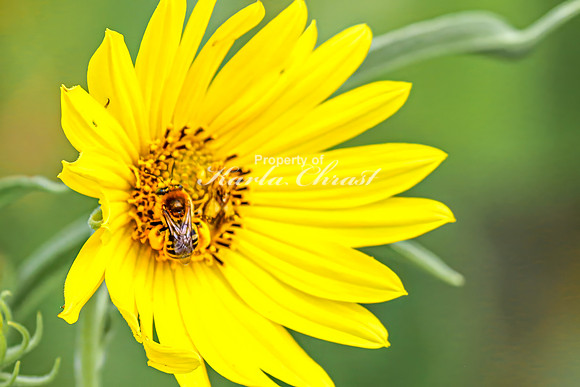 Bee 3 - August 17, 2024 - Casey Jones State Trail Minnesota