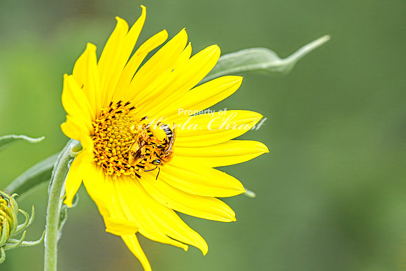 Bee 4 - August 17, 2024 - Casey Jones State Trail Minnesota