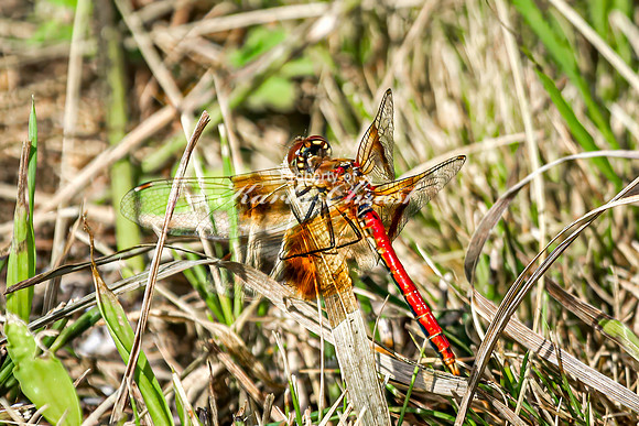 White-faced Meadowhawk 13 - August 17, 2024 - Casey Jones State Trail Minnesota