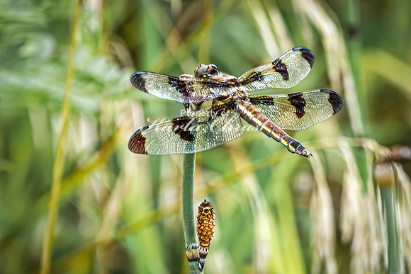 Twelve-spotted Skimmer 4 - August 17, 2024 - Casey Jones State Trail Minnesota