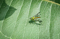 Longlegged Fly 1 - August 17, 2024 - Casey Jones State Trail Minnesota
