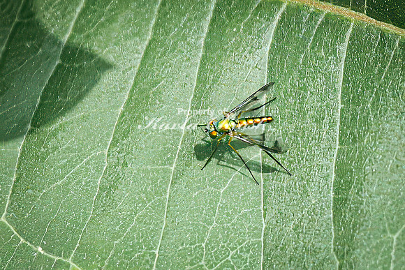 Longlegged Fly 1 - August 17, 2024 - Casey Jones State Trail Minnesota