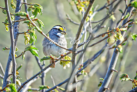 White-throated Sparrow 4 - April 29, 2025 - Missouri National Scenic River Nebraska