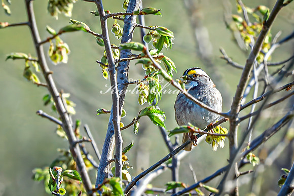White-throated Sparrow 5 - April 29, 2025 - Missouri National Scenic River Nebraska