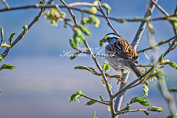 White-throated Sparrow 6 - April 29, 2025 - Missouri National Scenic River Nebraska