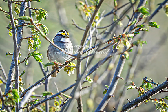 White-throated Sparrow 7 - April 29, 2025 - Missouri National Scenic River Nebraska