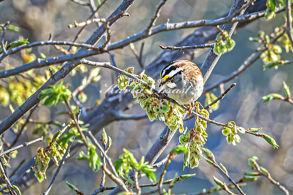 White-throated Sparrow 8 - April 29, 2025 - Missouri National Scenic River Nebraska