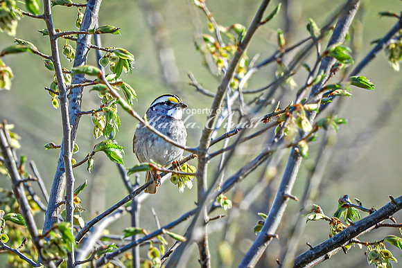White-throated Sparrow 9 - April 29, 2025 - Missouri National Scenic River Nebraska