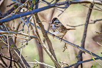 Song Sparrow 10 - April 29, 2025 - Ponca State Park NebraskaSong Sparrow 10 - April 29, 2025 - Ponca State Park Nebraska- April 29, 2025 - Ponca State Park Nebraska