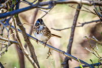 Song Sparrow 11 - April 29, 2025 - Ponca State Park Nebraska