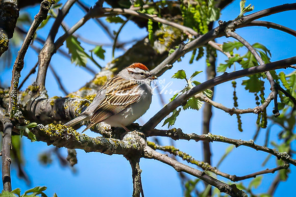 Chipping Sparrow 5 - April 29, 2025 - Ponca State Park Nebraska
