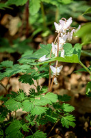 Dutchman's Breeches 16 - April 29, 2025 - Ponca State Park Nebraska