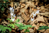 Dutchman's Breeches 17 - April 29, 2025 - Ponca State Park Nebraska