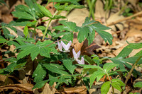 Dutchman's Breeches 18 - April 29, 2025 - Ponca State Park Nebraska